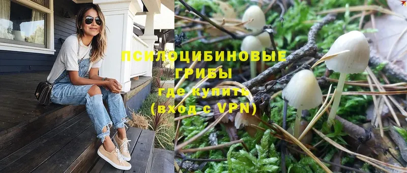 где найти   Гай  Галлюциногенные грибы Psilocybe 